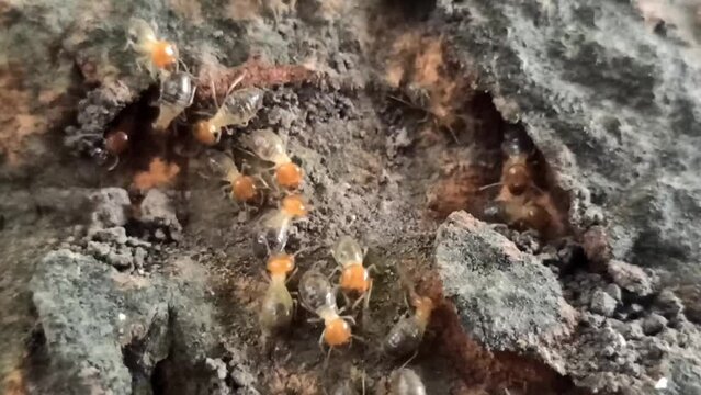 row of termites on a tree