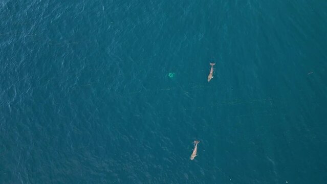 Dolphins from drone perspective in San Blas Islands (Kuna Yala) in Panama