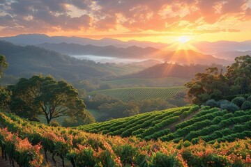 A verdant vineyard stretches over undulating hills under a radiant sunset, encapsulating rural charm.