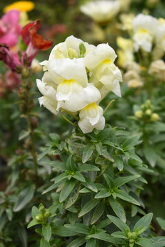White stock flower in garden closeup, Matthiola incana flower, stock flowers, cut flowers in nursery, Stock of flowers, Flower of Stock