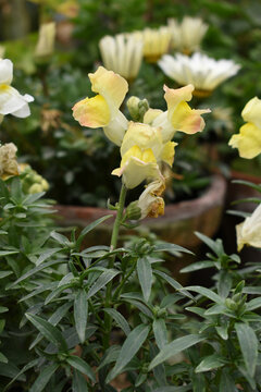 yellow stock flower in garden closeup, Matthiola incana flower, stock flowers, cut flowers in nursery, Stock of flowers, Flower of Stock