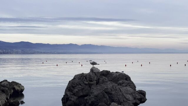 Seagull on boulder with Bouys floating on Sea shore Lovran, Opatija, Croatia