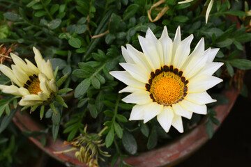 Beautiful White gazania flower Closeup, Close up White Gazania Flower, White Gazania Linearis Flower in garden