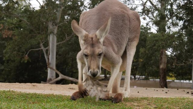Large Red Kangaroo eating leaf off ground, stares directly at camera, low angle.