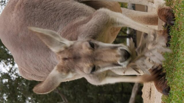 Vertical close up of large Red Kangaroo eating leaf, staring directly at camera.