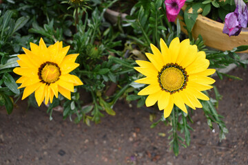 Beautiful bright Yellow gazania flowers Closeup, Close up Yellow Gazania Flowers, Yellow Gazania Linearis Flower in garden