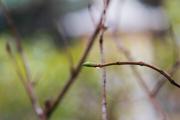 On a rainy day, dew on tree branches.