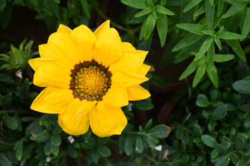 Beautiful bright Yellow gazania flower Closeup, Close up Yellow Gazania Flower, Yellow Gazania Linearis Flower in garden