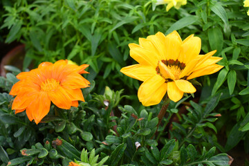 Beautiful bright Yellow orange gazania flowers Closeup, Close up Yellow orange Gazania Flowers Gazania Linearis Flowers in garden