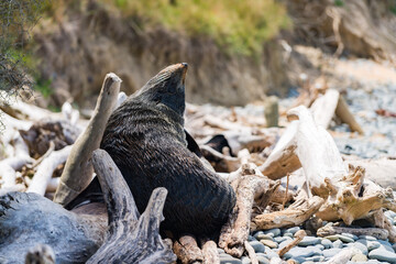 ニュージーランドの海岸にいる野生のアシカ - obrazy, fototapety, plakaty