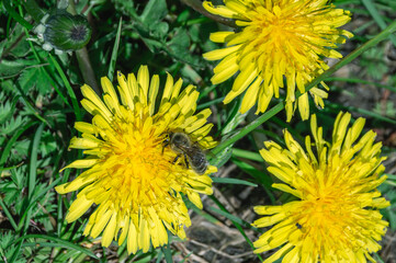 A bee on a yellow dandelion collects pollen. Bees in a meadow in the village. Pollination of flowering plants. Honey bees.