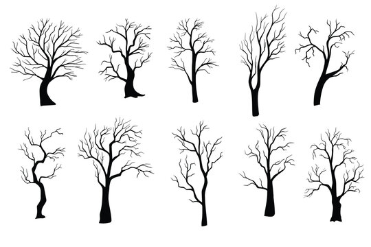 Collection of trees silhouettes on white background