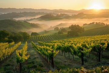 Golden Morning Glow: Tranquil Vineyard Sunrise Painting the Landscape in Vibrant Hues of Nature's...