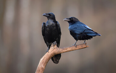 Raven bird ( Corvus corax ) pair close up - 764505866