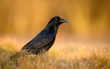 Raven bird ( Corvus corax ) close up