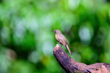 Female of Rufous-bellied Niltava live in tropical forest.