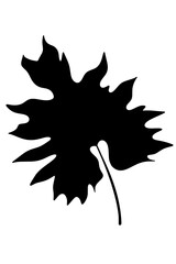 Tropical monstera leave plant shadow natural minimal