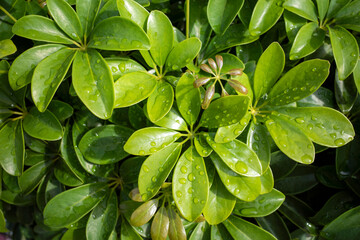 Dwarf umbrella tree (Schefflera arboricola) green leaves with water splash