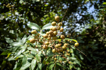 Longan raw fruits (Dimocarpus longan) on the tree, in shallow focus