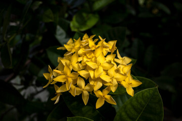 Yellow Soka Flower, Ixora coccinea, Jungle geranium, a species in the family Rubiaceae