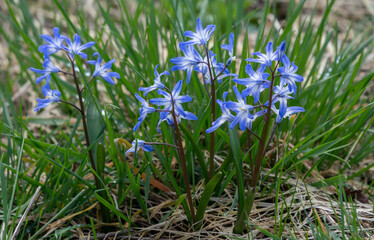 Glory of the snowflowers, Chionodoxa Lucilliae