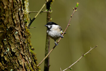 Sumpfmeise // Marsh tit (Poecile palustris)
