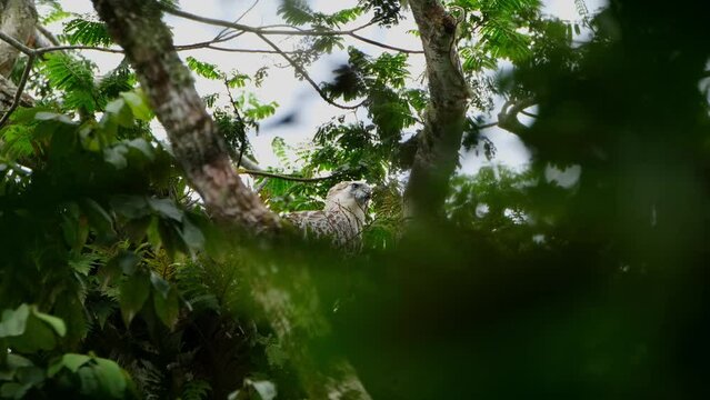 Looking to the right then tilts its head and stoops down, Philippine Eagle Pithecophaga jefferyi, Philippines
