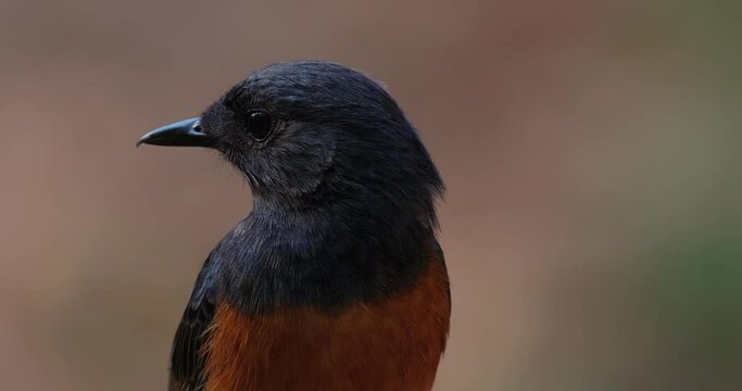 Facing to the left and turns its head to the right looking around, White-rumped Shama Copsychus malabaricus, Thailand
