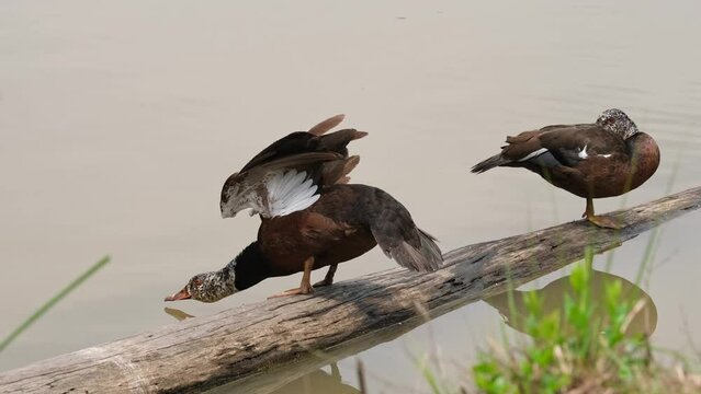 One on the right hides its head to sleep, one on the left stretches its body forward and wags its tail, White-winged Duck Asarcornis scutulata, Thailand