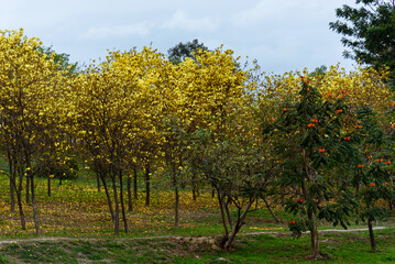 Golden Tabebuia chrysotricha or golden trumpet tree bloom in spring. Golden flowers in the park in south china.










