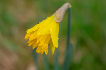 Daffodil flower with raindrops, soft focus
