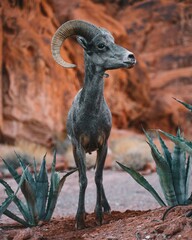 Fototapeta premium mountain goat on the rock