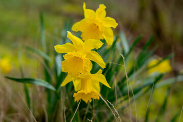 Daffodils in the garden, soft focus