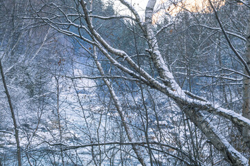 Snow-covered trees In winter, a river can be seen behind the trees. Winter landscape in a mountainous area
