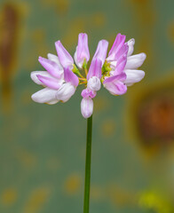 white pink flower of crownvetch alias purple crown vetch (Securigera varia or Coronilla varia)
