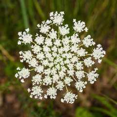white inflorescence of wild carrot (Daucus carota) aka bird's nest, bishop's lace, and Queen Anne's lace