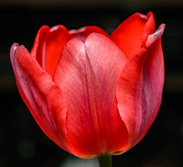single red tulip flower detail