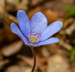 violet flower of common hepatica aka liverwort, kidneywort or pennywort (Anemone hepatica)