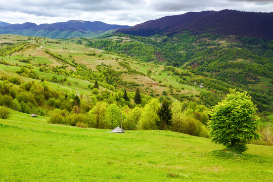 mountainous rural landscape of ukraine in spring. rolling carpathian countryside with tree on a grassy meadow and forested hills on an overcast day