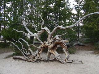 Tree roots on the ground
