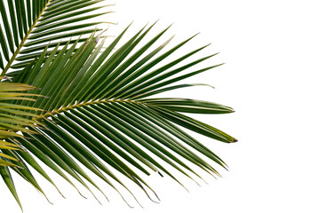 Plam tree leaves tree isolated