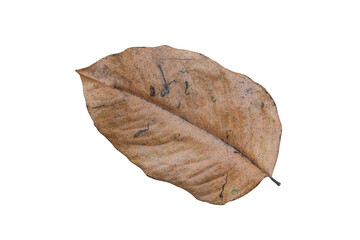 dry tree leaf isolated