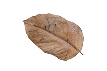 dry tree leaf isolated