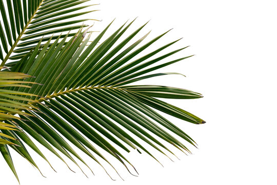 Plam tree leaves tree isolated
