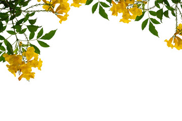 yellow flower frame isolated