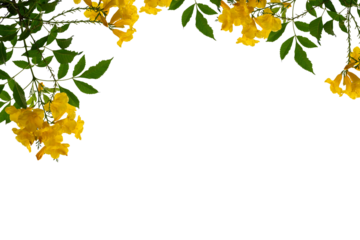 yellow flower frame isolated