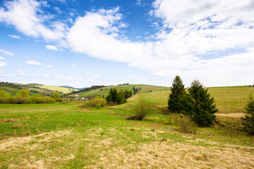 carpathian countryside scenery in spring. rural landscape of ukraine with grassy fields and forested hills beneath a blue sky with fluffy clouds in morning light