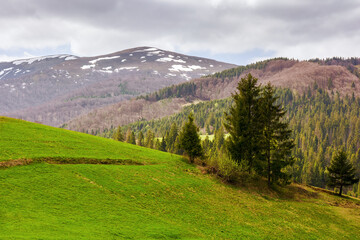 spruce tree on the grassy hill. carpathian countryside landscape on a cloudy day in spring