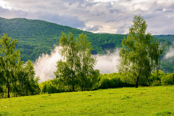 carpathian countryside scenery on a foggy morning. mountainous landscape of ukraine with grassy meadows, forested hills and misty valley in spring. clouds above the mountains