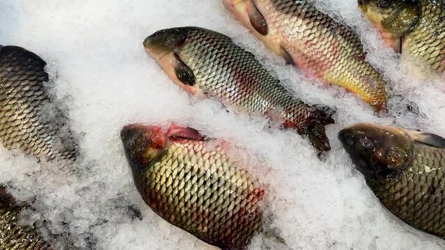Raw fresh frozen fish in the form of carp on shallow ice at the seafood market. An open shelf at the fish market. Close-up